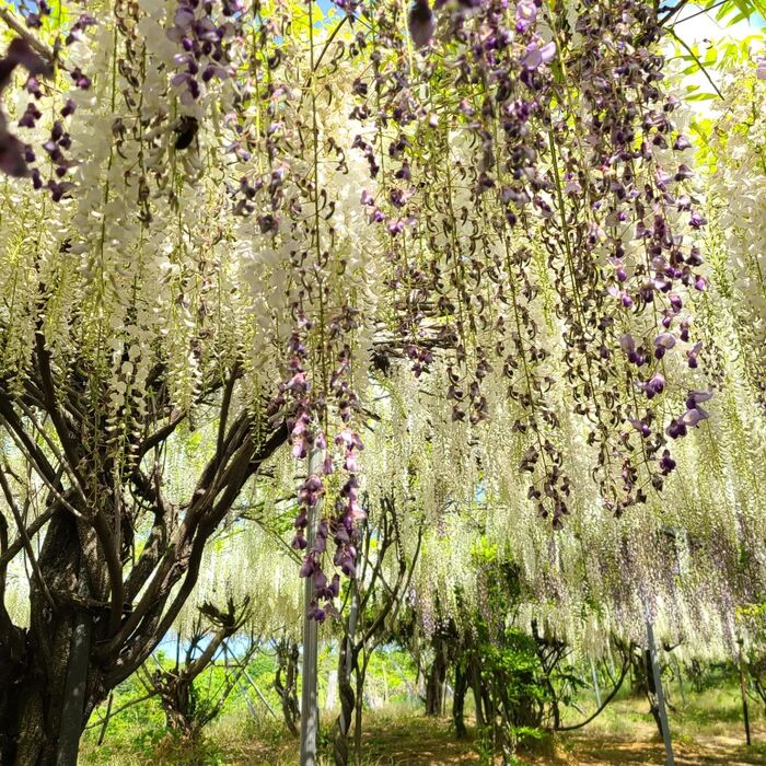 画像1451
