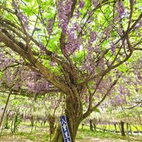 画像1453